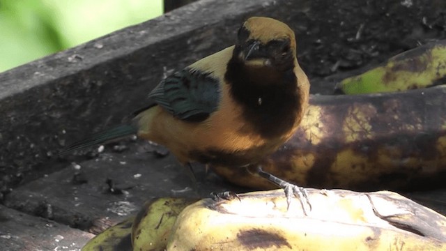 Burnished-buff Tanager (Stripe-bellied) - ML201164541