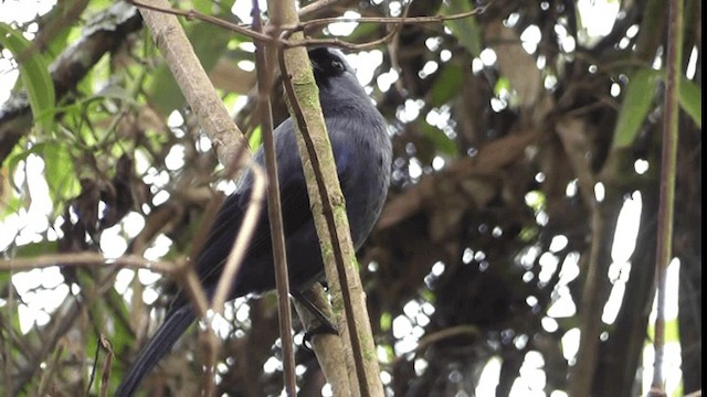 Diademed Tanager - ML201164591