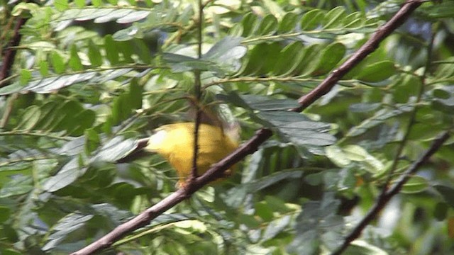 Goldhähnchen-Waldsänger [auricapilla-Gruppe] - ML201164721