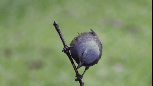 Golden-chevroned Tanager - ML201164731