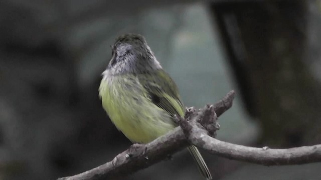 Eared Pygmy-Tyrant - ML201164751