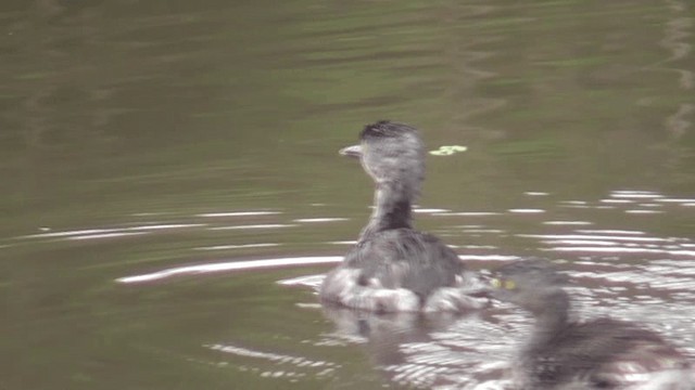 Least Grebe - ML201164761