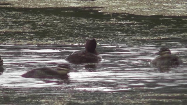 Masked Duck - ML201164781