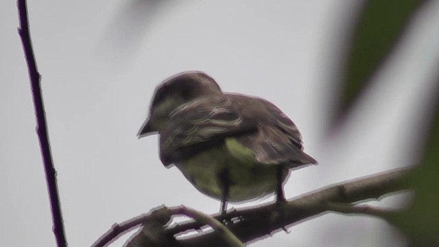 Piratic Flycatcher - ML201164811