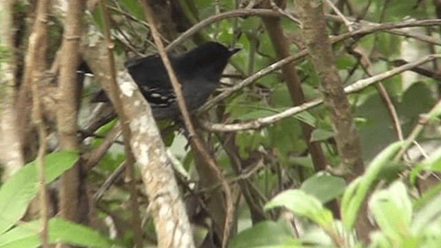 Variable Antshrike - ML201164831