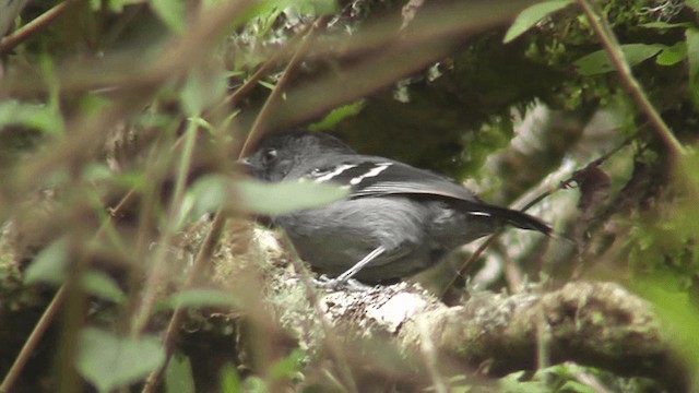 Variable Antshrike - ML201164841