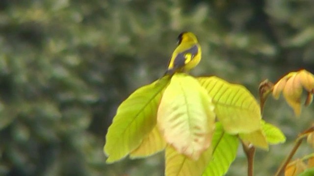 Black-headed Siskin - ML201164871