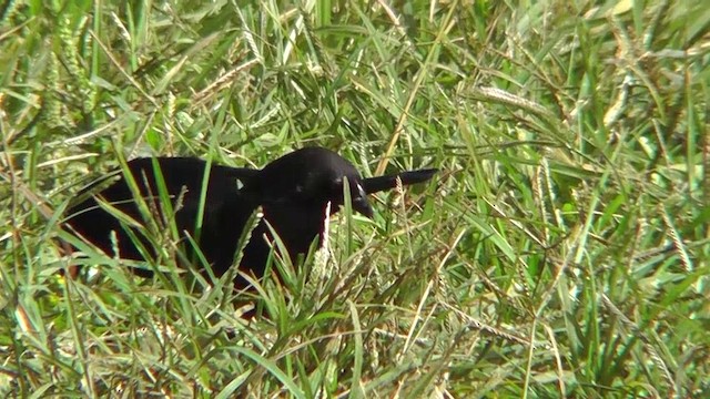 Bronzed Cowbird (Bronzed) - ML201164931