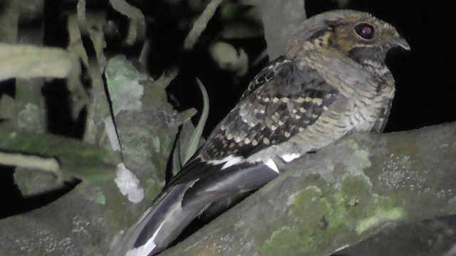Common Pauraque - ML201164961