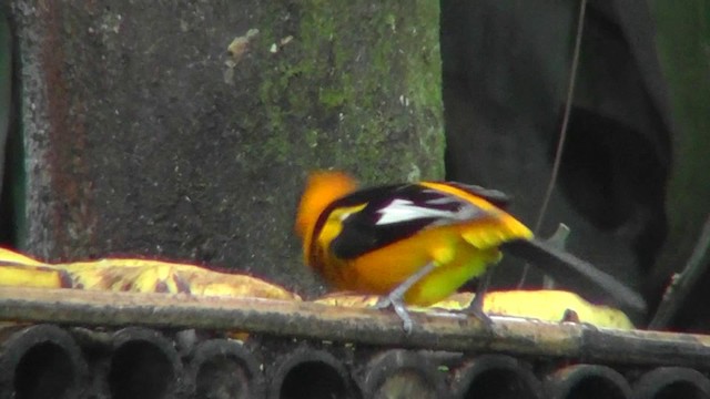 Oriole maculé - ML201165001