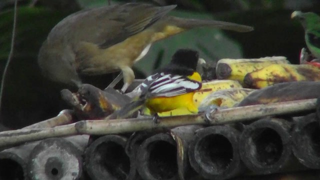 Baltimore Oriole - ML201165011