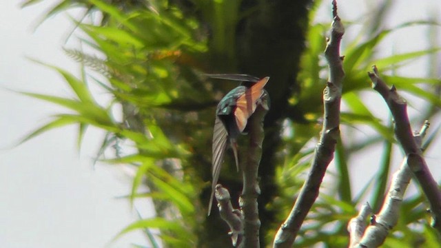 kolibřík lesklý - ML201165071
