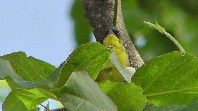 Gray-crowned Yellowthroat - ML201165101