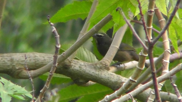 Saltator du Mexique - ML201165111