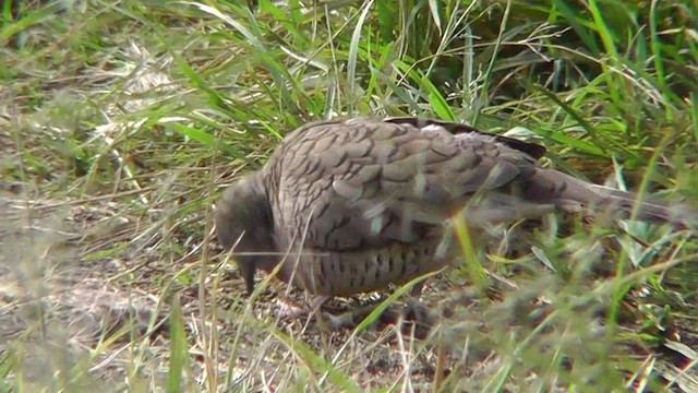 Inca Dove - ML201165141