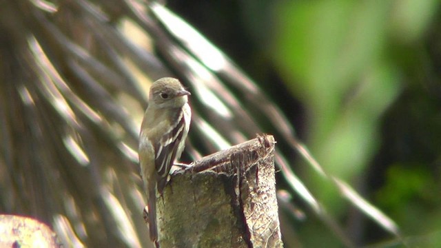 Least Flycatcher - ML201165151