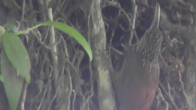 Ivory-billed Woodcreeper - ML201165161