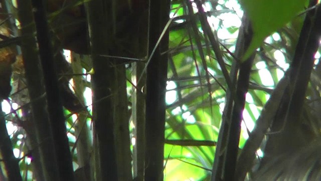 Long-billed Gnatwren - ML201165171