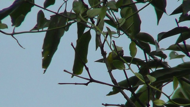 Magnolia Warbler - ML201165211