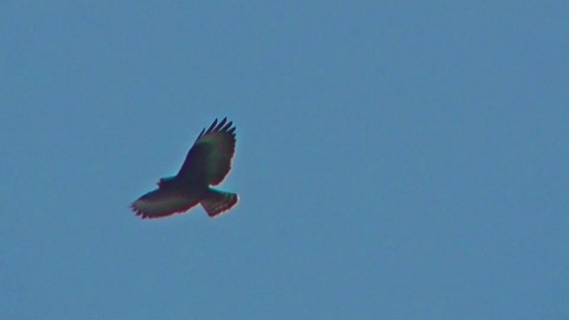 Short-tailed Hawk - ML201165291