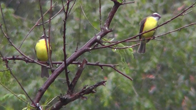 Social Flycatcher - ML201165301