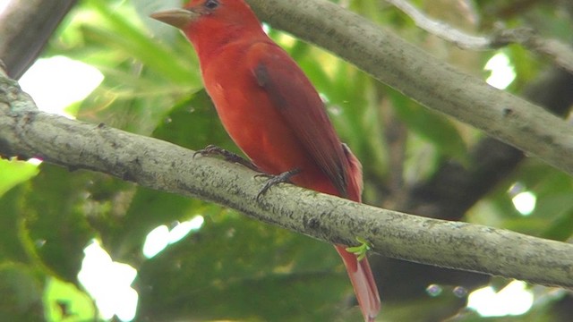 Summer Tanager - ML201165321