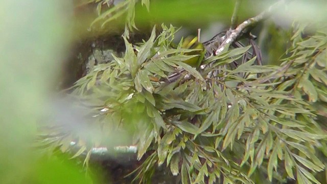 Townsend's Warbler - ML201165331