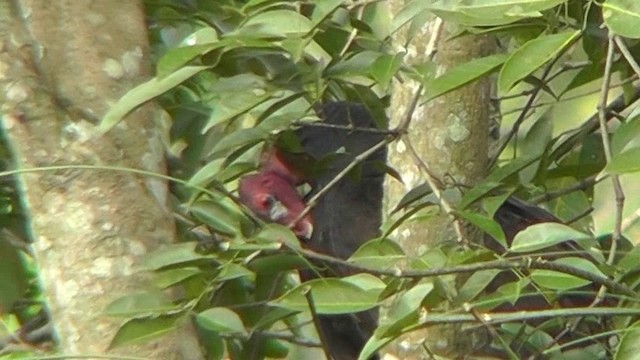 Turkey Vulture - ML201165341