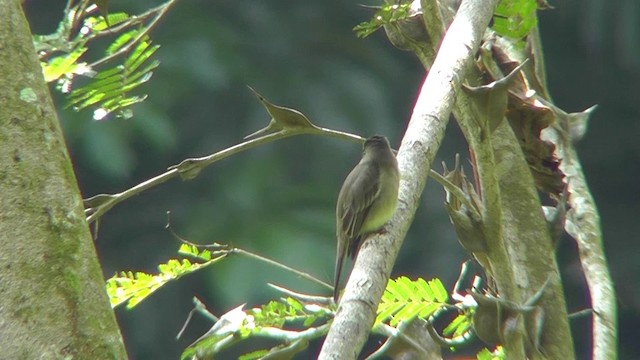 Waldschnäppertyrann - ML201165351