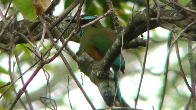 Turkuaz Kaşlı Motmot - ML201165361