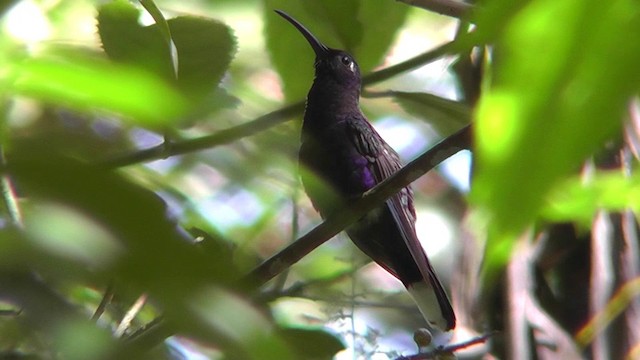 Violet Sabrewing - ML201165371