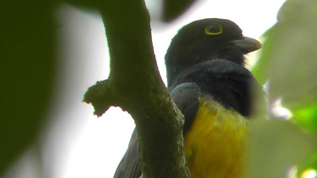 Gartered Trogon - ML201165381