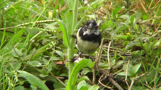 Morelet's Seedeater - ML201165391