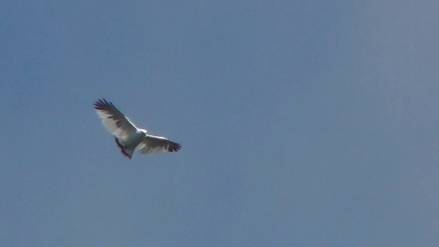 White Hawk - ML201165401