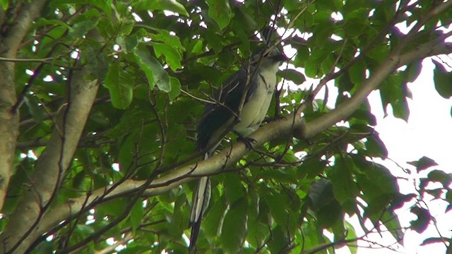 White-throated Magpie-Jay - ML201165411