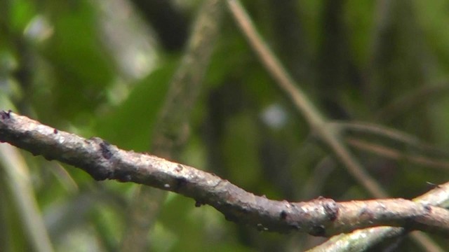 Yellow-bellied Flycatcher - ML201165421