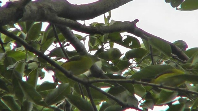 Yellow-throated Euphonia - ML201165431