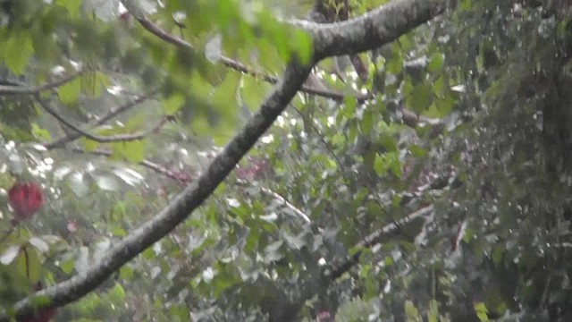 White-winged Tanager - ML201165441