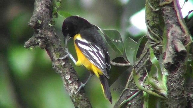 Baltimore Oriole - ML201165451