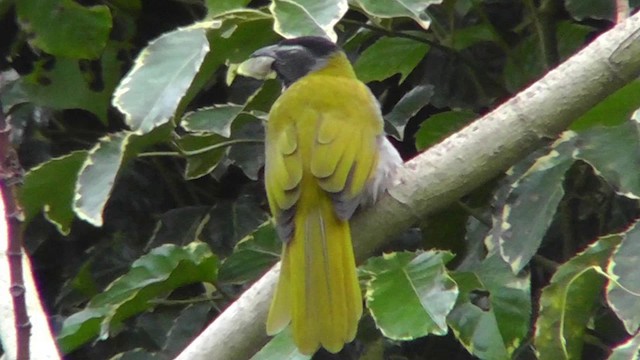 Black-headed Saltator - ML201165491