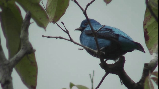 Blue Cotinga - ML201165521