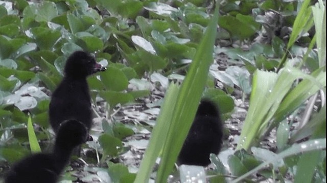 Purple Gallinule - ML201165531