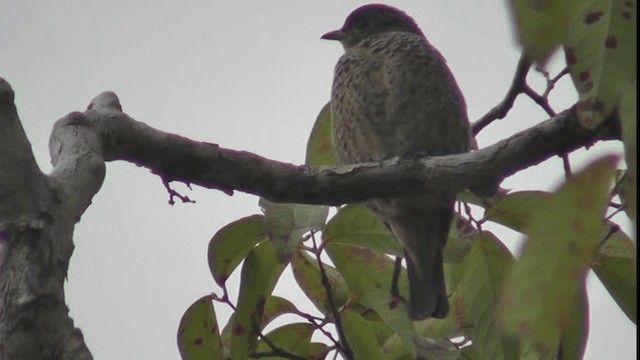 Cotinga Azul - ML201165541