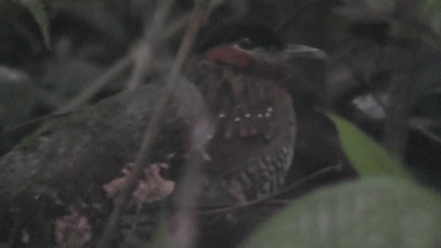 Black-crowned Antpitta - ML201165571