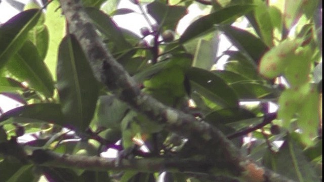 amazoňan rudočelý (ssp. autumnalis/salvini) - ML201165791