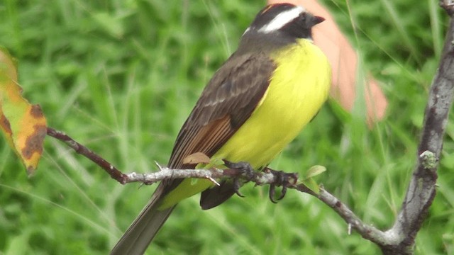 Rusty-margined Flycatcher - ML201165861