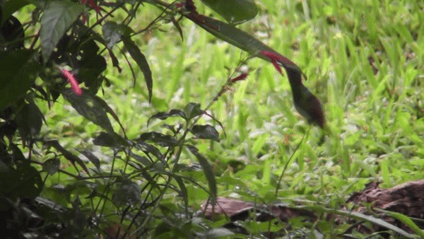 Snowy-bellied Hummingbird - ML201165881