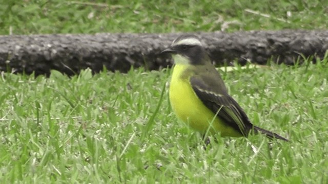 Social Flycatcher - ML201165891