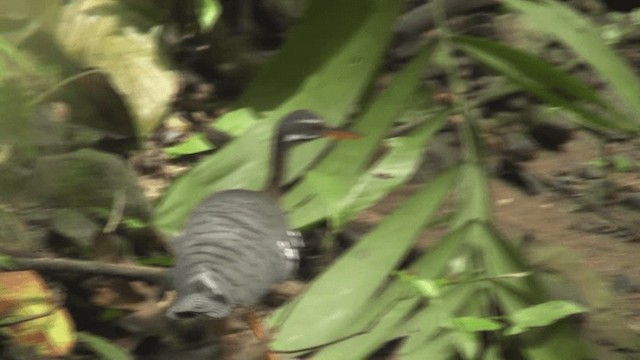 Sunbittern - ML201165931