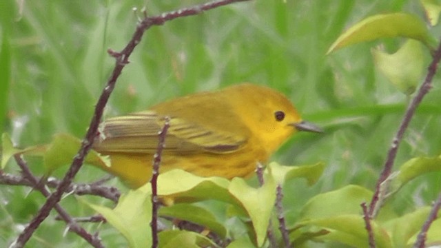 Reinita de Manglar - ML201165941